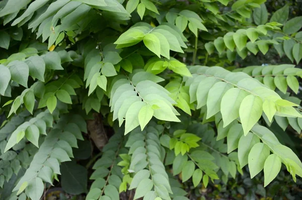 Frisches Grünes Phyllanthus Acidus Blatt Naturgarten — Stockfoto