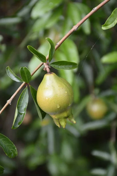 Punica Granatum Fruit Dans Jardin Naturel — Photo