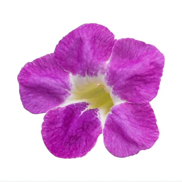 Lila Asystasia Gangetica Blume Auf Weißem Hintergrund — Stockfoto