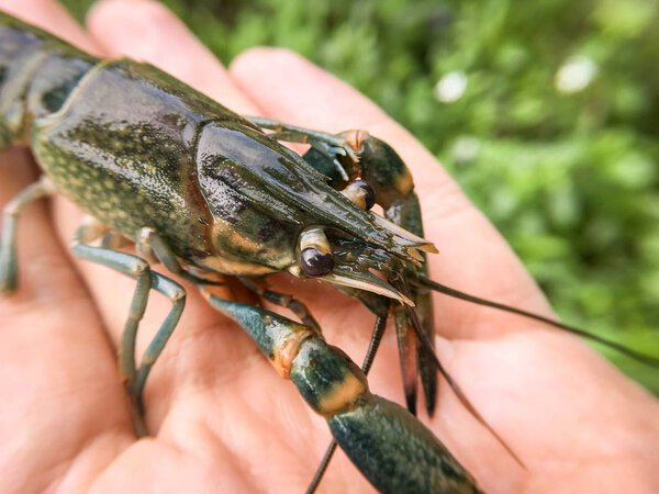 раки на руке человека
 