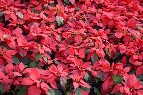 Árbol Puntas Rojas Jardín —  Fotos de Stock