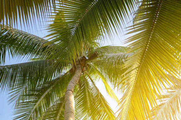 Mooie Kokosnoot Boom Tuin Van Natuur — Stockfoto