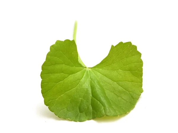 Taze yeşil Asyalı Pennywort yaprakları beyaz arkaplanda