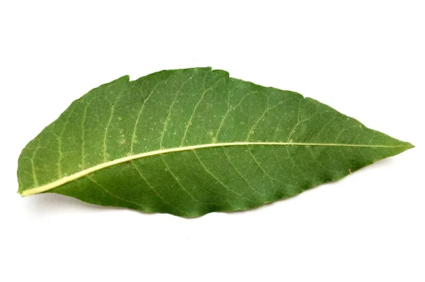 Färska Gröna Azadirachta Indica Lämnar Vit Bakgrund — Stockfoto