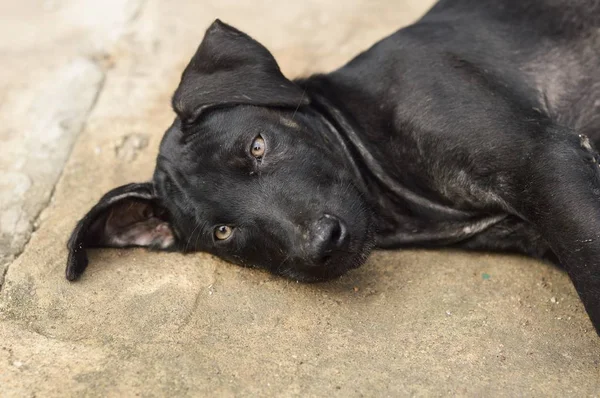 Cão Preto Olhando Para Câmera — Fotografia de Stock