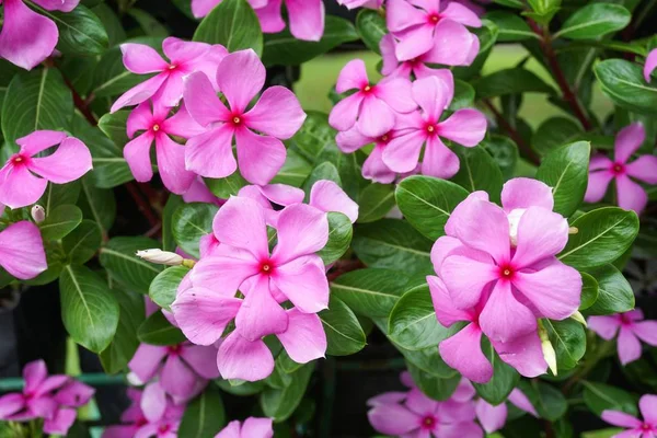 Катарантус Розовый Цветок Саду Природы — стоковое фото