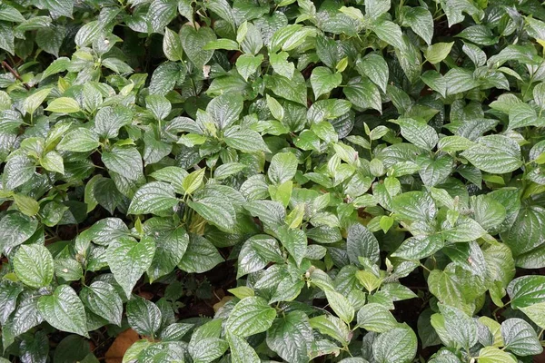 Tanaman Sarmentosum Hijau Segar Kebun Alam — Stok Foto