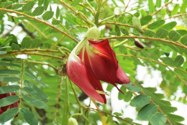 Kırmızı Sesbania grandiflora çiçek doğa Bahçe