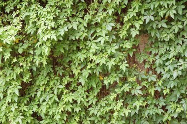 Ipomoea cairica bitki doğa Bahçe duvarında