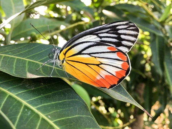 Cerrar Hermosa Mariposa Hoja Verde —  Fotos de Stock