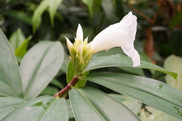 Nahaufnahme Costus Speciousus Blume Naturgarten — Stockfoto