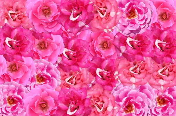 Beau Rose Damassé Rose Motif Fleur Fond — Photo