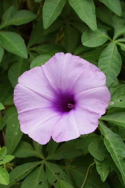 Flor Roxa Ipomoea Cairica Jardim Natureza — Fotografia de Stock