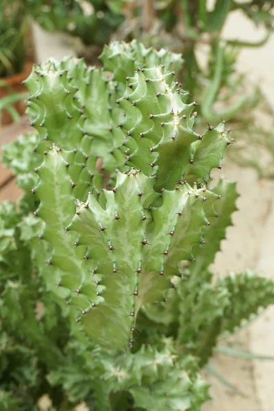 Cactus Verde Fresco Nel Giardino Naturale — Foto Stock