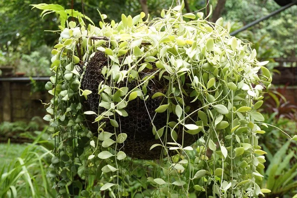 taze yeşil Dischidia nummularia doğada Bahçe bırakır