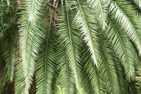 Palme Naturgarten — Stockfoto