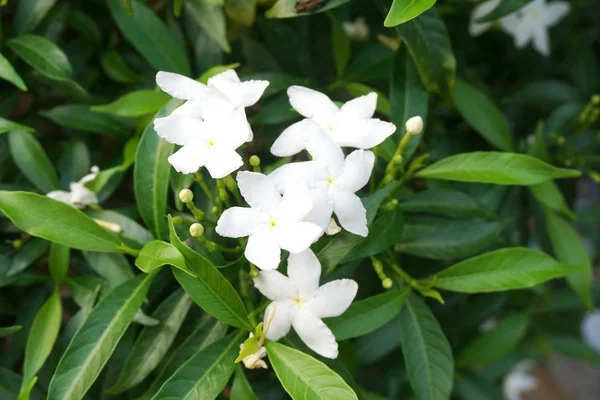 Inda Fleur Blanche Dans Jardin — Photo