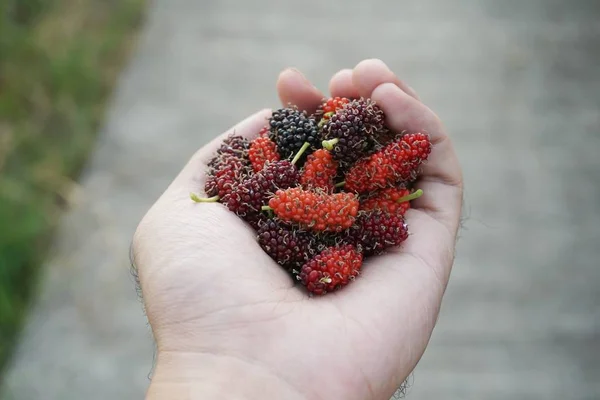 fresh mulberry fruit on man hand