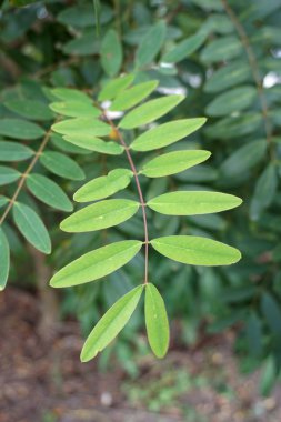 taze yeşil Senna siamea doğada Bahçe bırakır