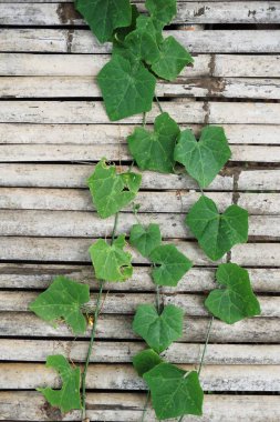 taze yeşil Ivy Gourd bambu duvar üzerinde bırakır