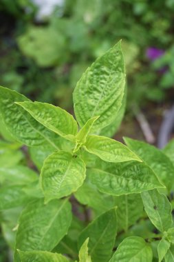 Genç biber ağacı yere yakın