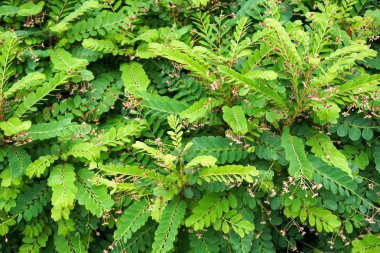 taze yeşil phyllanthus pulcher bitki doğa Bahçe