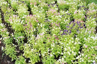 Torenia fournieri çiçek doğa Bahçe