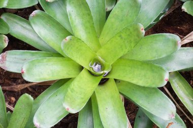taze yeşil Bromeliad bitki doğa Bahçe