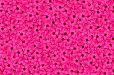 pembe nerium oleander çiçek desen arka plan