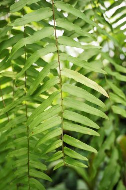 taze yeşil epipremnum aureum doğada Bahçe bırakır