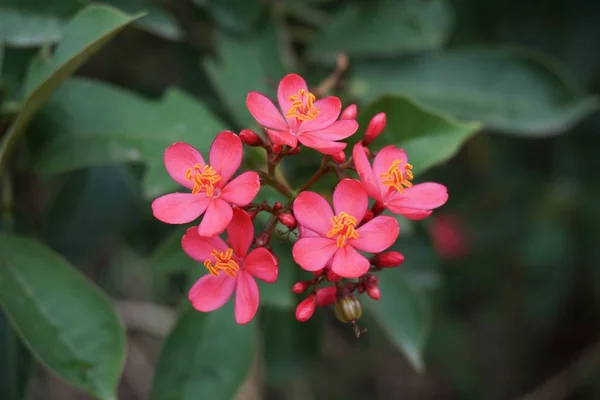 Jatropha Integerrima Flor Jardín Naturaleza — Foto de Stock