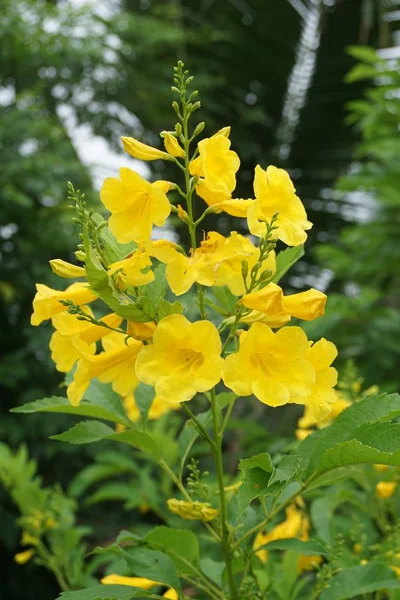 Jaune Tecoma Stans Fleur Dans Jardin Nature — Photo