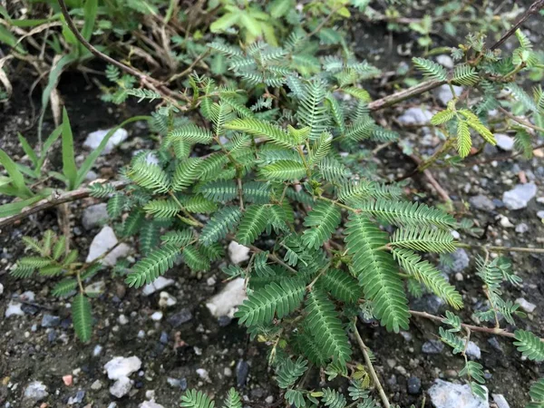 Frische Grüne Mimosa Pudica Pflanze Auf Dem Boden Naturgarten — Stockfoto