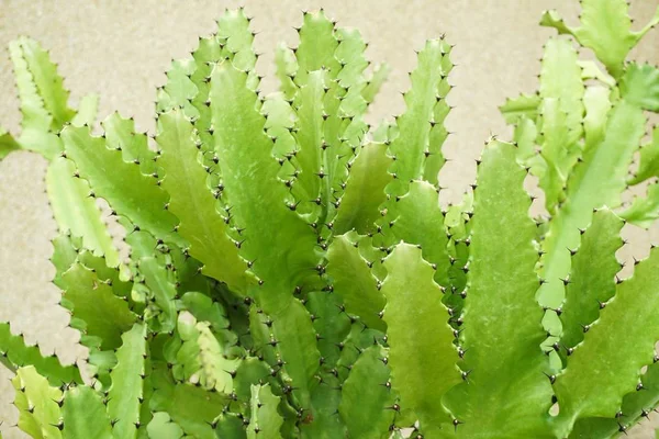 Cactus Verde Fresco Nel Giardino Naturale — Foto Stock