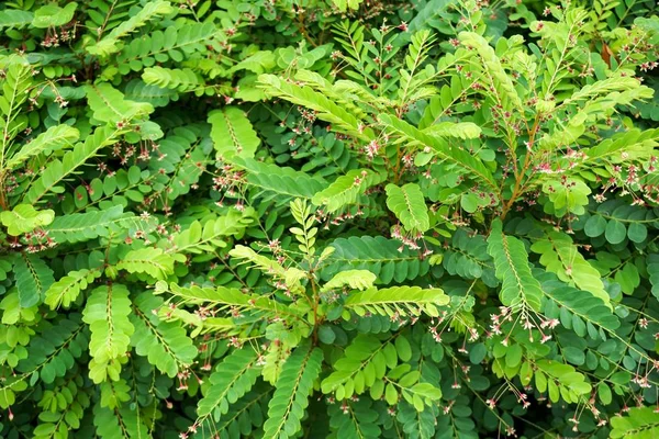 taze yeşil phyllanthus pulcher bitki doğa Bahçe