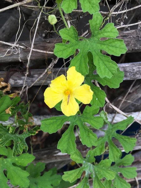 Желтый Цветок Momordica Charantia Саду Природы — стоковое фото