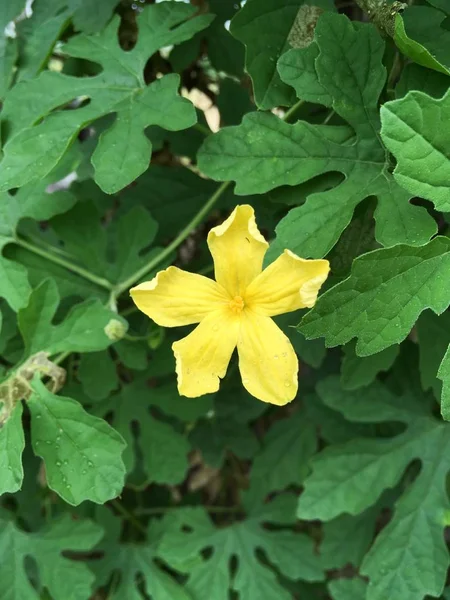Žlutá Momordica Charantia Květ Přírodě Zahrada — Stock fotografie