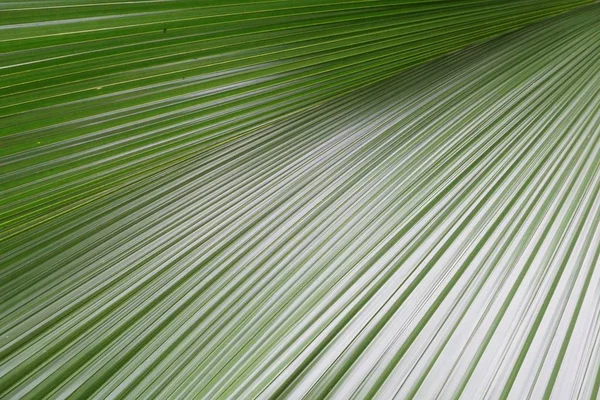 Verde Fresco Folhas Palma Textura — Fotografia de Stock