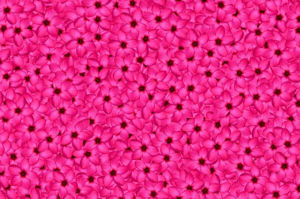 Rosa Nerium Oleander Blütenmuster Hintergrund — Stockfoto