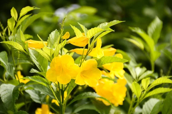 Amarelo Tecoma Stans Flor Jardim Natureza — Fotografia de Stock