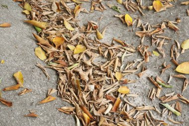 Beton zeminde kuru yapraklar.