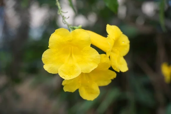 Gelbe Tecoma Stans Blume Naturgarten — Stockfoto