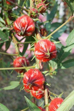 kırmızı gül çiçeği doğa bahçesinde