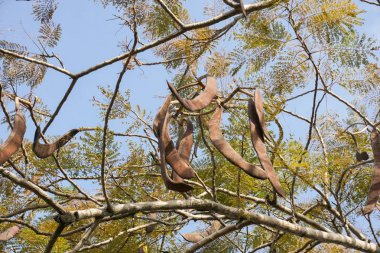 tohum flam boyant bahçesinde ağaç üzerinde