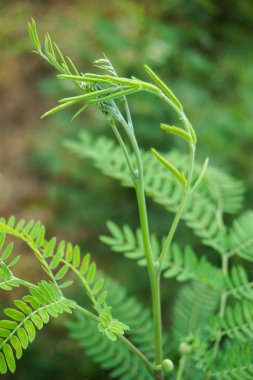 leucaena glauca yaprak ve güneş ışığı altında nature Bahçe
