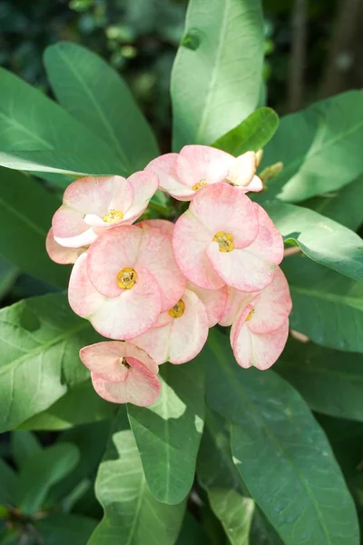 Różowy Euphorbia Milii Kwiat Ogrodzie Przyrody — Zdjęcie stockowe