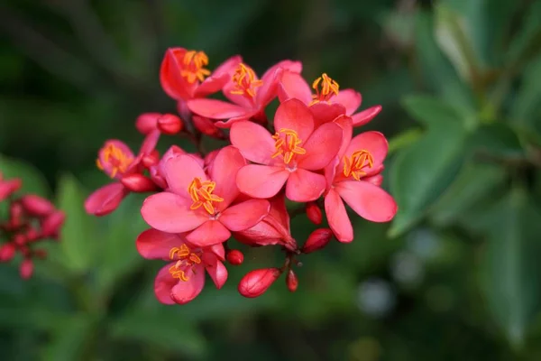 Jatropha Integerrima Λουλούδι Στον Κήπο Της Φύσης — Φωτογραφία Αρχείου