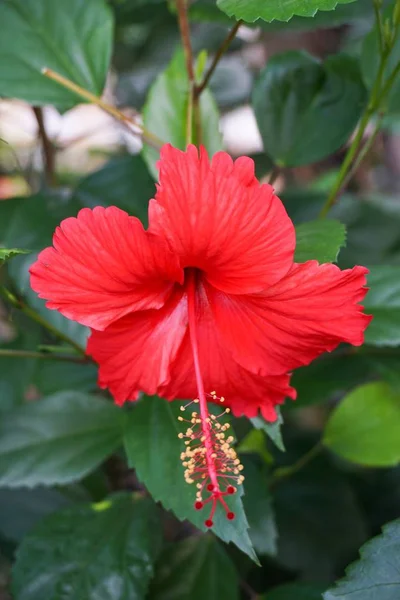 園内の赤いハイビスカスシラクスの花 — ストック写真
