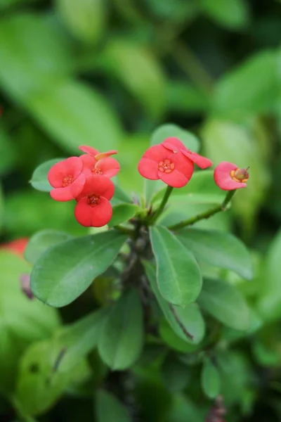 Vermelho Euphorbia Milii Flor Jardim Natureza — Fotografia de Stock