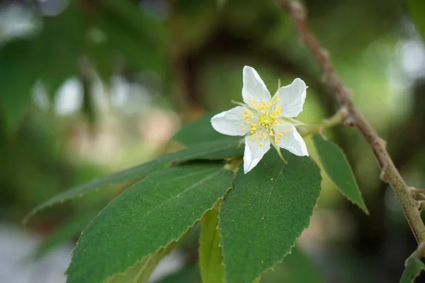 Muntingia Calabura Fleur Dans Jardin Naturel — Photo